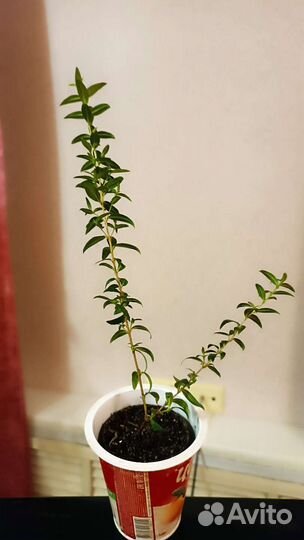 Мирт мелколистный