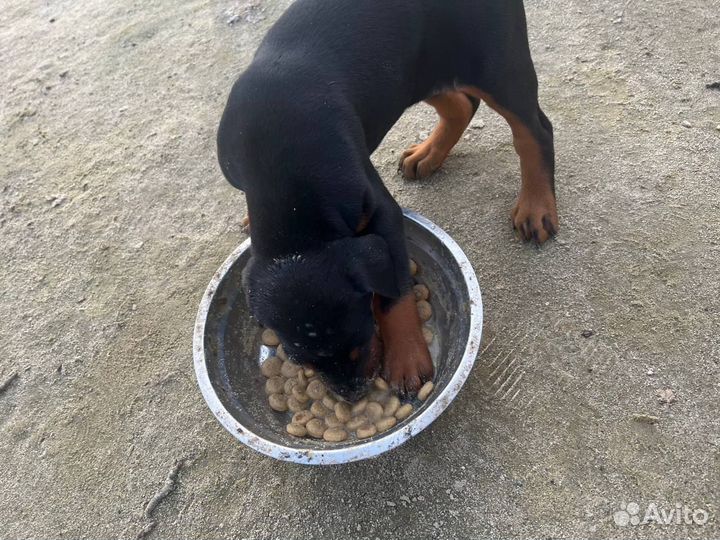 Щенки добермана