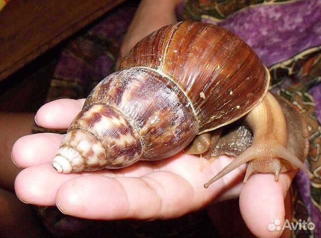 Отдам улиток