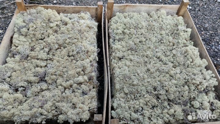 Мох Ягель живой