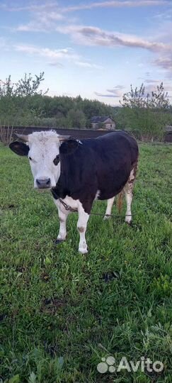 Коровы высокоудойные