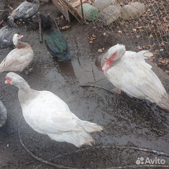 Ия мускусных уток и домашний мулард,бегунок