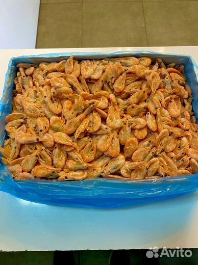 Креветка северная