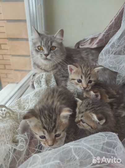Сибирской кошки котята