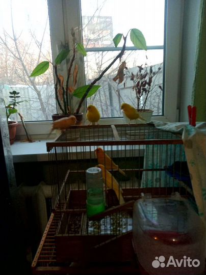 Кенаря певчие