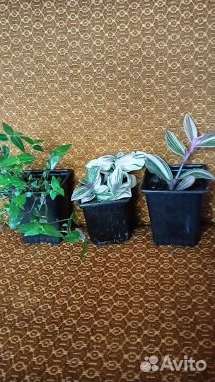 Черенки хорошо укорененные