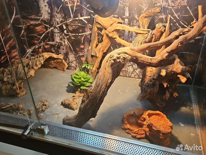 Бородатая агама, хамелеон, террариум, ящерицы