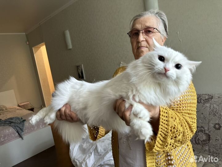 Кошка в добрые руки