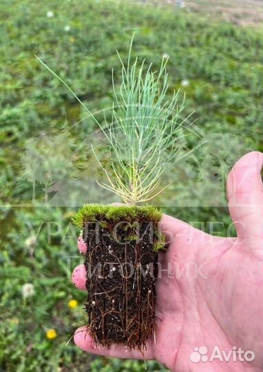 Сеянцы Лиственницы Сибирской с зкс