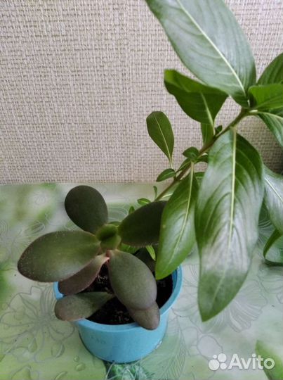 Комнатные цветы