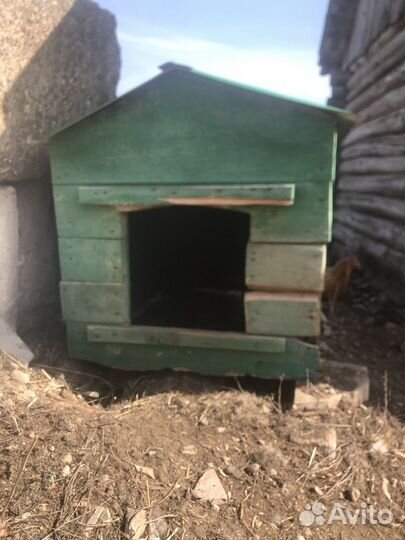 Собачья будка