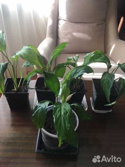 Спатифиллум - женское счастье