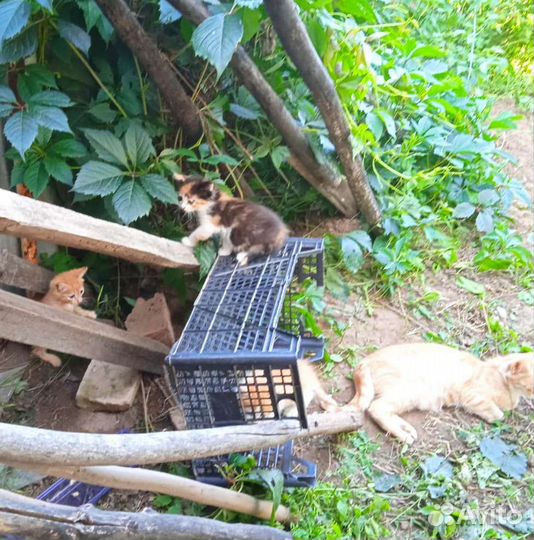 Отдаю котят в добрые руки бесплатно