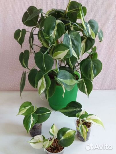 Филодендроны