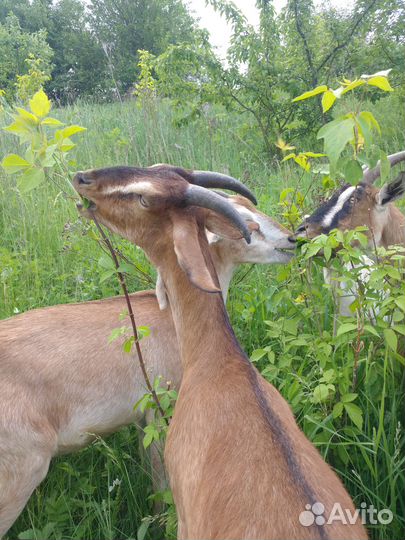 Продаются козы