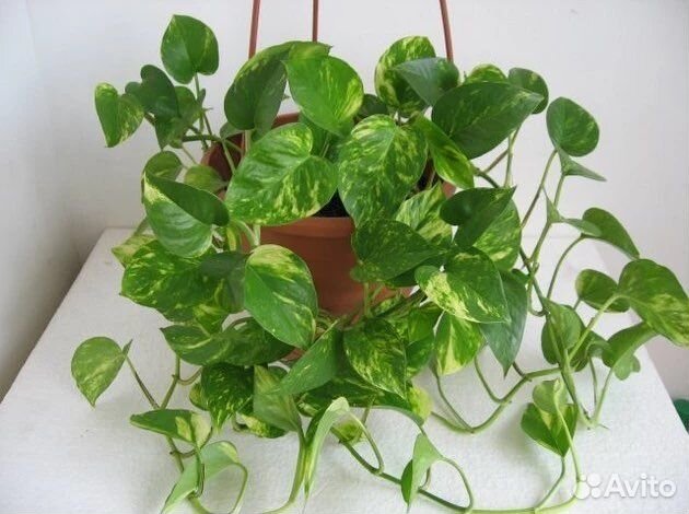 Эпипремнум Пиннатум Ауреум