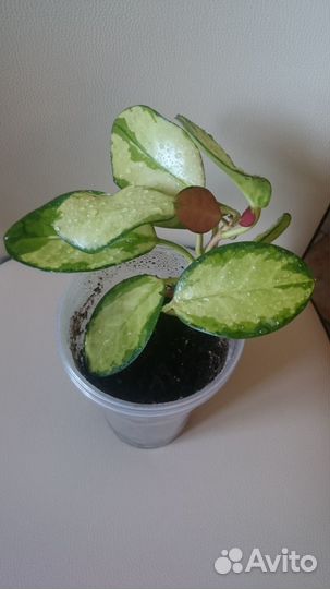 Хойя аустралис лиза