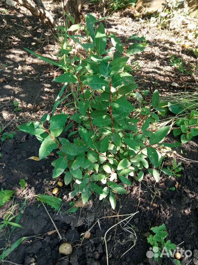 Продаю саженцы жимолости