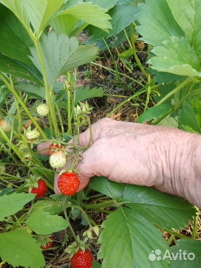 Земклуника пенелопа