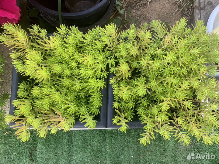 Суккулент седум лЕмон кОрал очиток