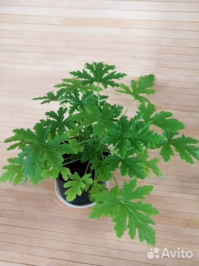 Пеларгония душистая (герань душистая)