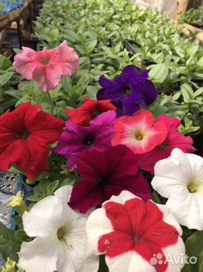 Рассада цветов,овощей