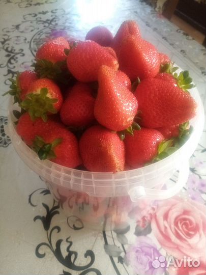 Продам саженцы клубники (ремонтантные сорта)