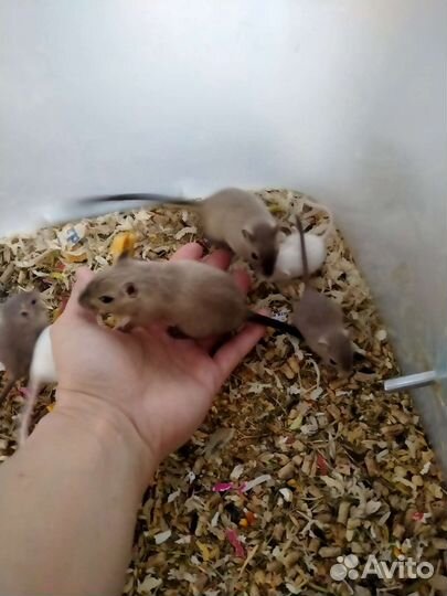 Мышки песчанки