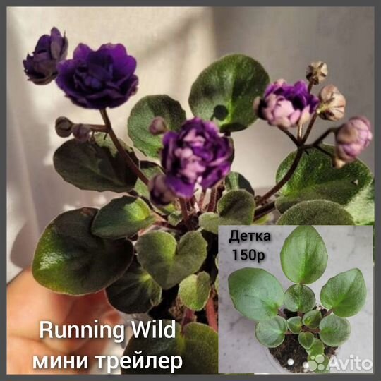 Фиалка детки