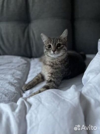 Кошка в дар бесплатно