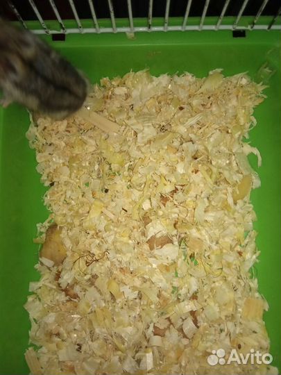 Джунгарский хомяк