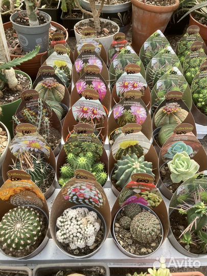 Редкие кактусы из питомника растений