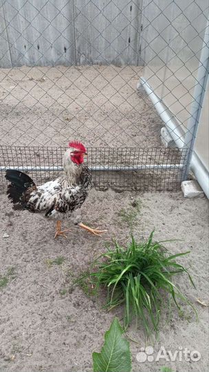 Десятимесячные петухи на продажу