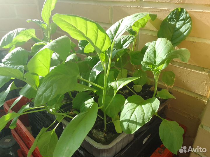 Продам рассаду