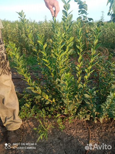 Бирючина,Барбарис,Шефердия,Жасмин,Снежноягодник