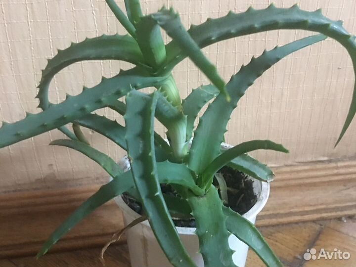 Алоэ древовидный. Используется в косметологии и ме