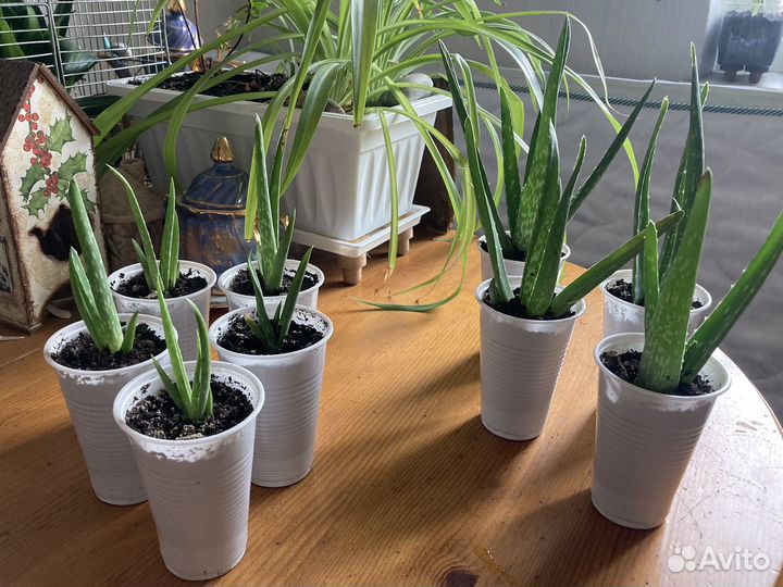 Алое вера растение