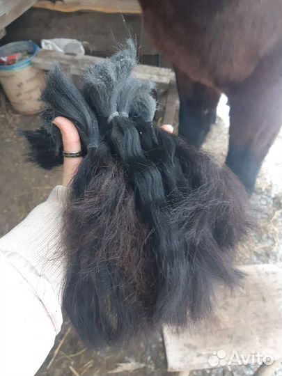 Грива лошади