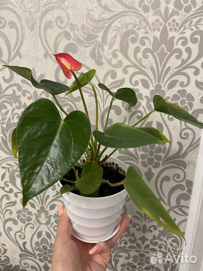 Антуриум красный мужское счастье