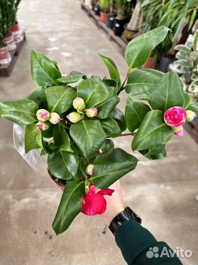 Камелия японская микс