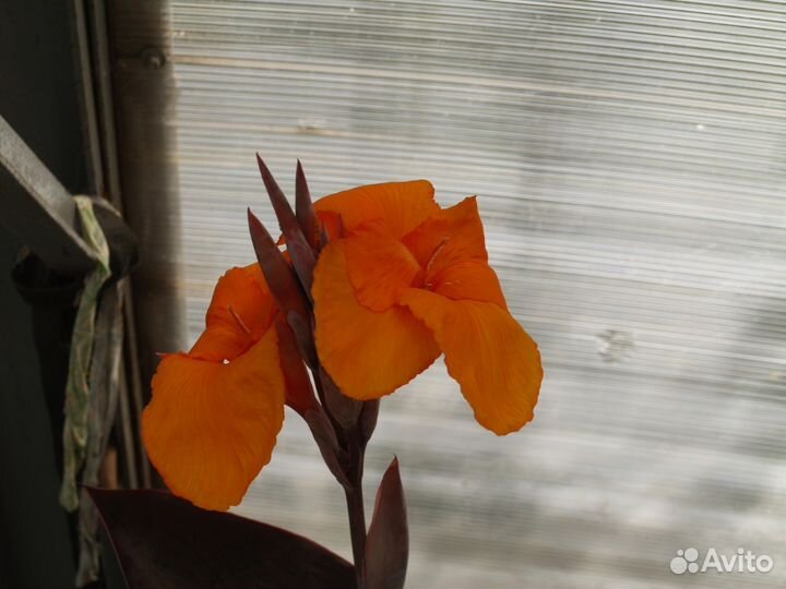 Многолетние растения