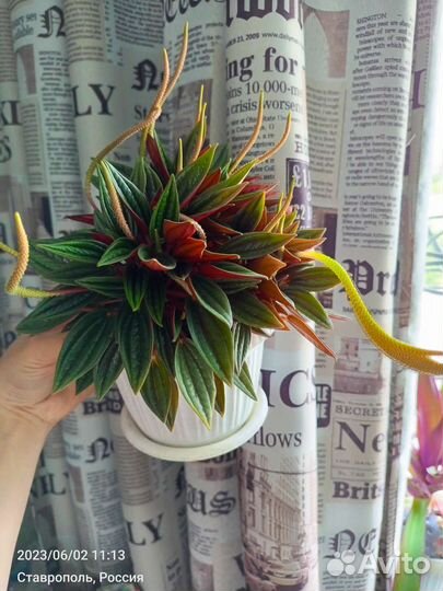 Комнатные цветы