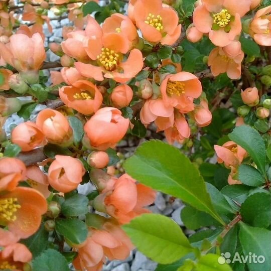 Айва Оранж трейл