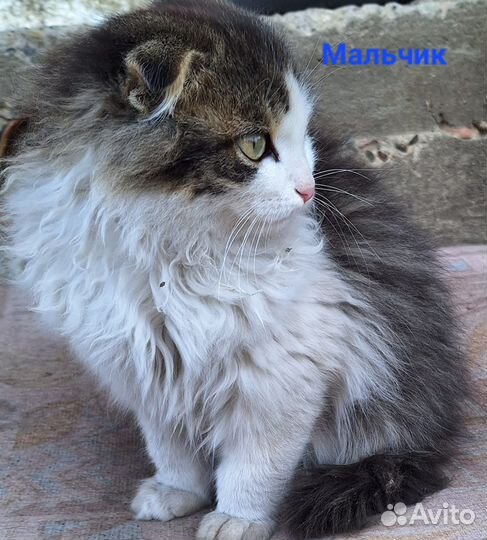 Котята в добрые руки
