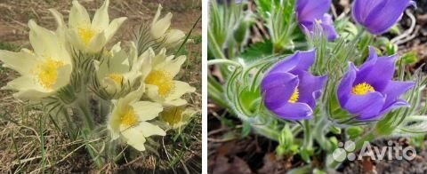 Гипсофила, ветренница, сон-трава, астра виргинская