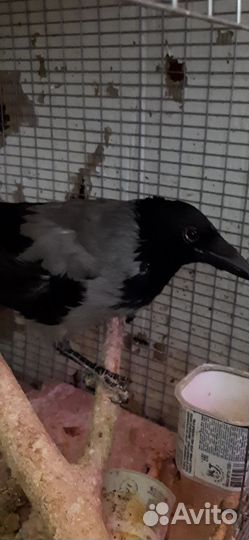 Серая ворона в добрые руки