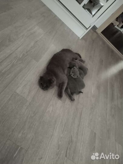 Британские вислоухие котята