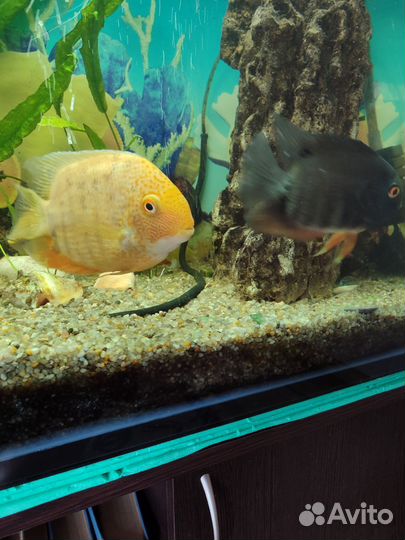 Северум красноточечный