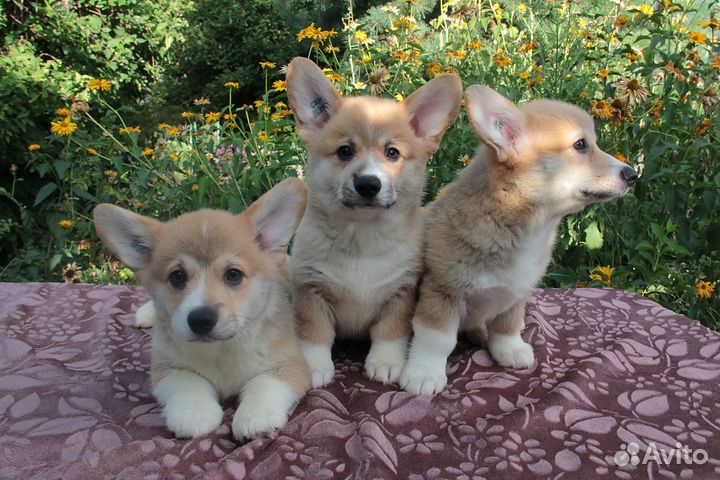 Щенки коржата