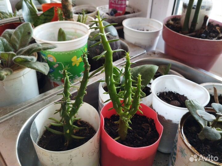 Аустроцилиндропунция